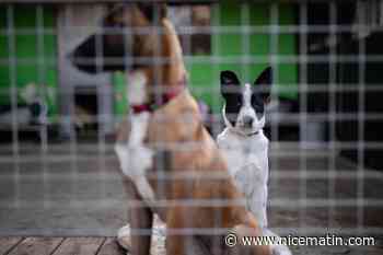 « Un animal n’est pas un objet, mais un compagnon pour la vie » : un stand pour sensibiliser contre l’abandon des animaux ce samedi à La Valette