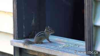From Ojibway Park to South Windsor, chipmunks are expanding their territory
