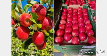 Fuji daalt 30%, Pink Lady verliest 15% — Chileens appelseizoen 2026 onder druk