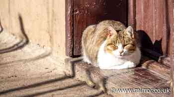 Cat heatstroke symptoms to watch for as UK heatwave poses life-threatening danger