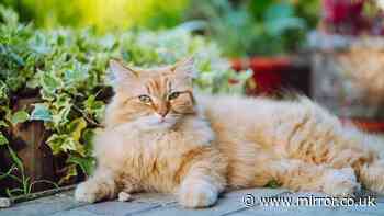 7 cat breeds most at risk of heatstroke as owners urged to take action now