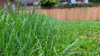 Only those with eyes of a hawk can spot the toad in the grass in 10 seconds