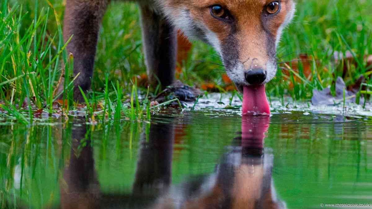 Northumberland trust offers advice to help wildlife during soaring temperatures