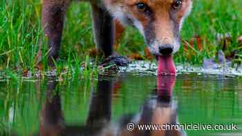 Northumberland trust offers advice to help wildlife during soaring temperatures