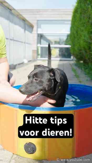 Hitte tips voor dieren  🐶💦