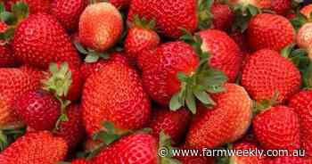 It started with surplus strawberries - the star of this gourmet farm cafe