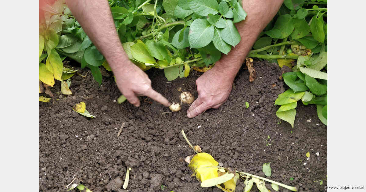 Robuuste rassen en resistentie in beeld op BioVelddag in Lelystad