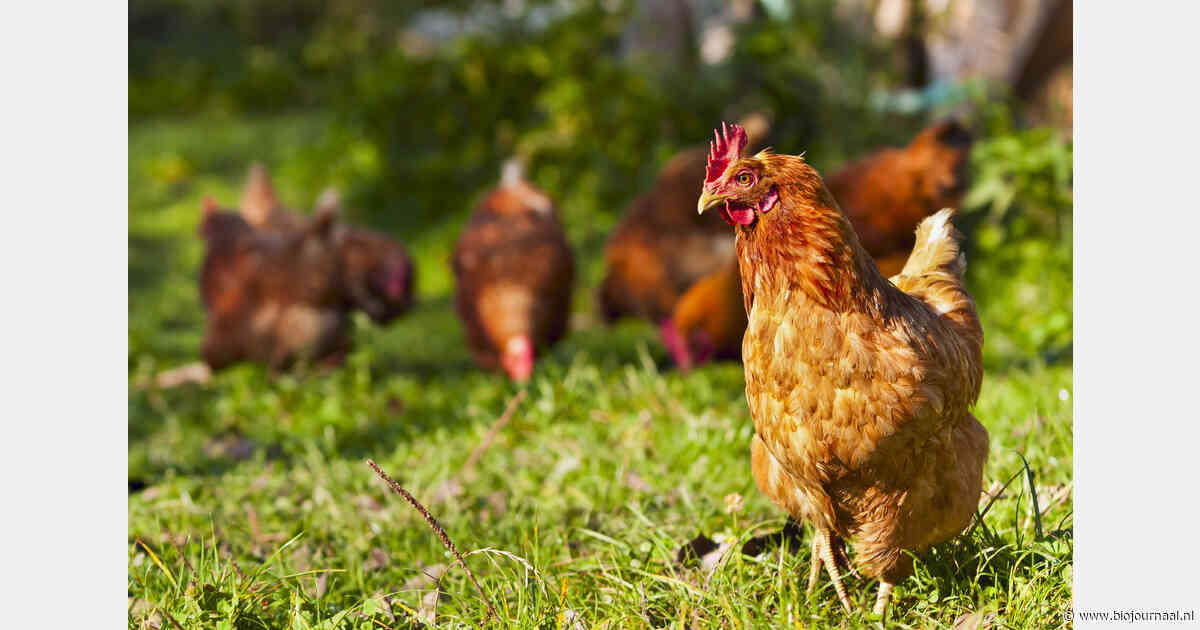Uitdagingen bij biologische leghennen vooral in startfase en darmgezondheid