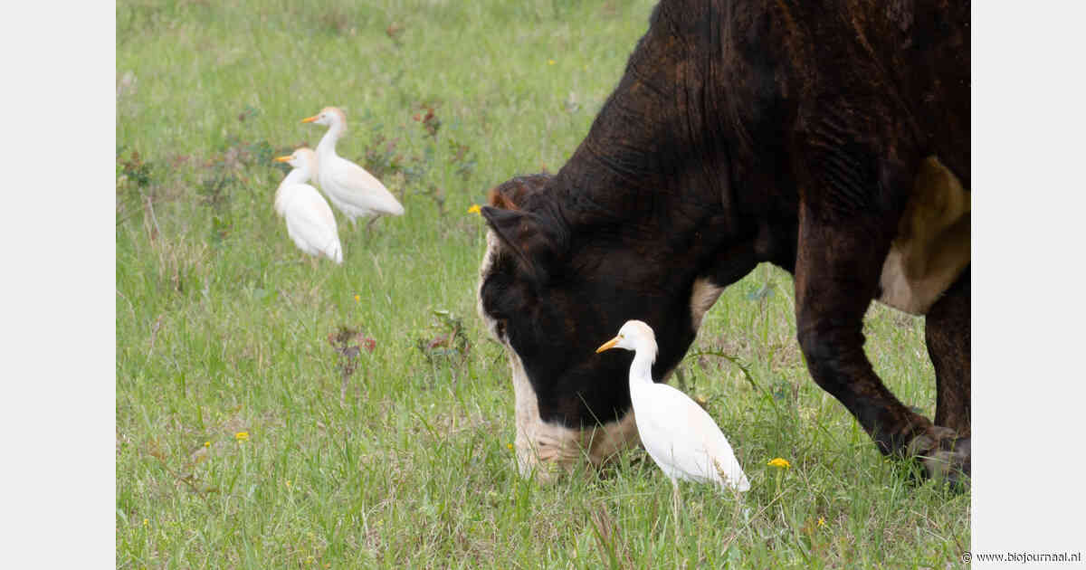 Vogelgriep bij koeien blijft zeldzaam, maar aandacht voor buitencontact en monitoring neemt toe