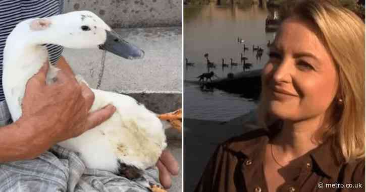 BBC viewers told ‘shame on you’ after watching duck attacked live by dog