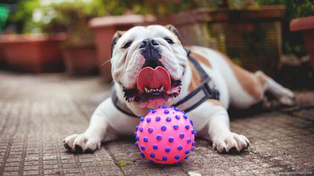 RSPCA ‘take extra care’ warning for these 4 dog breeds during hot weather