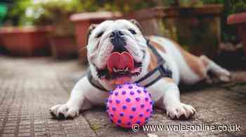 RSPCA ‘take extra care’ warning for these 4 dog breeds during hot weather