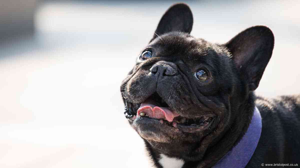 RSPCA health warning for owners of 4 dog breeds - 'take extra care'