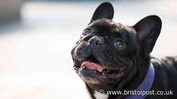RSPCA health warning for owners of 4 dog breeds - 'take extra care'