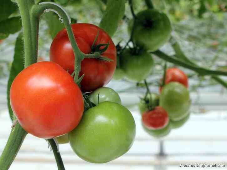 Growing Things: These vegetables will grow best in acidic soil