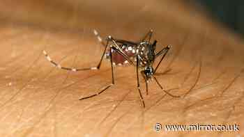 Heatwave to see UK swarm with millions of mosquitoes in ideal breeding conditions