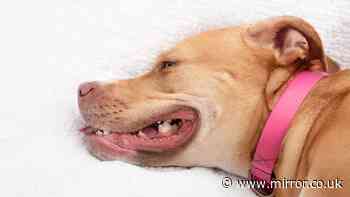 Nine signs your dog may have heatstroke - and what to do