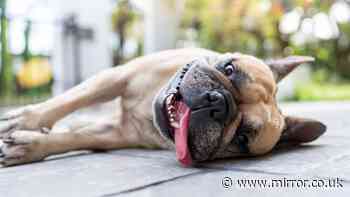 RSPCA 'take extra care' warning for owners of these 4 dog breeds