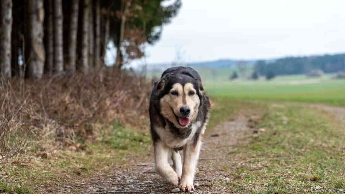 Veränderter Gang kann auf Demenz-Symptome bei Hunden hindeuten