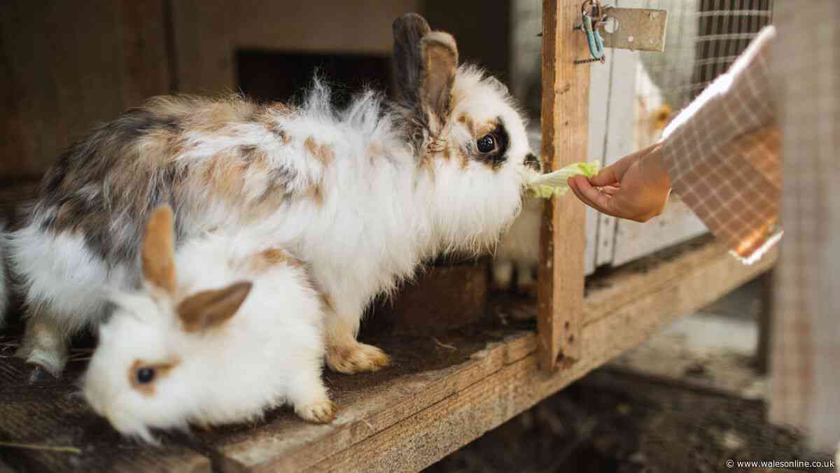 RSPCA's three rules for pet owners with rabbits and small animals