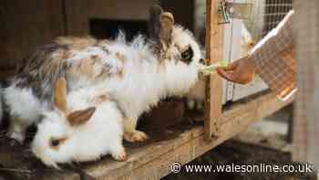 RSPCA's three rules for pet owners with rabbits and small animals