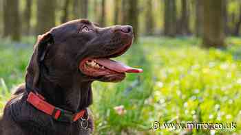 One dog command ‘most valuable’ during heatwave to avoid poisoning
