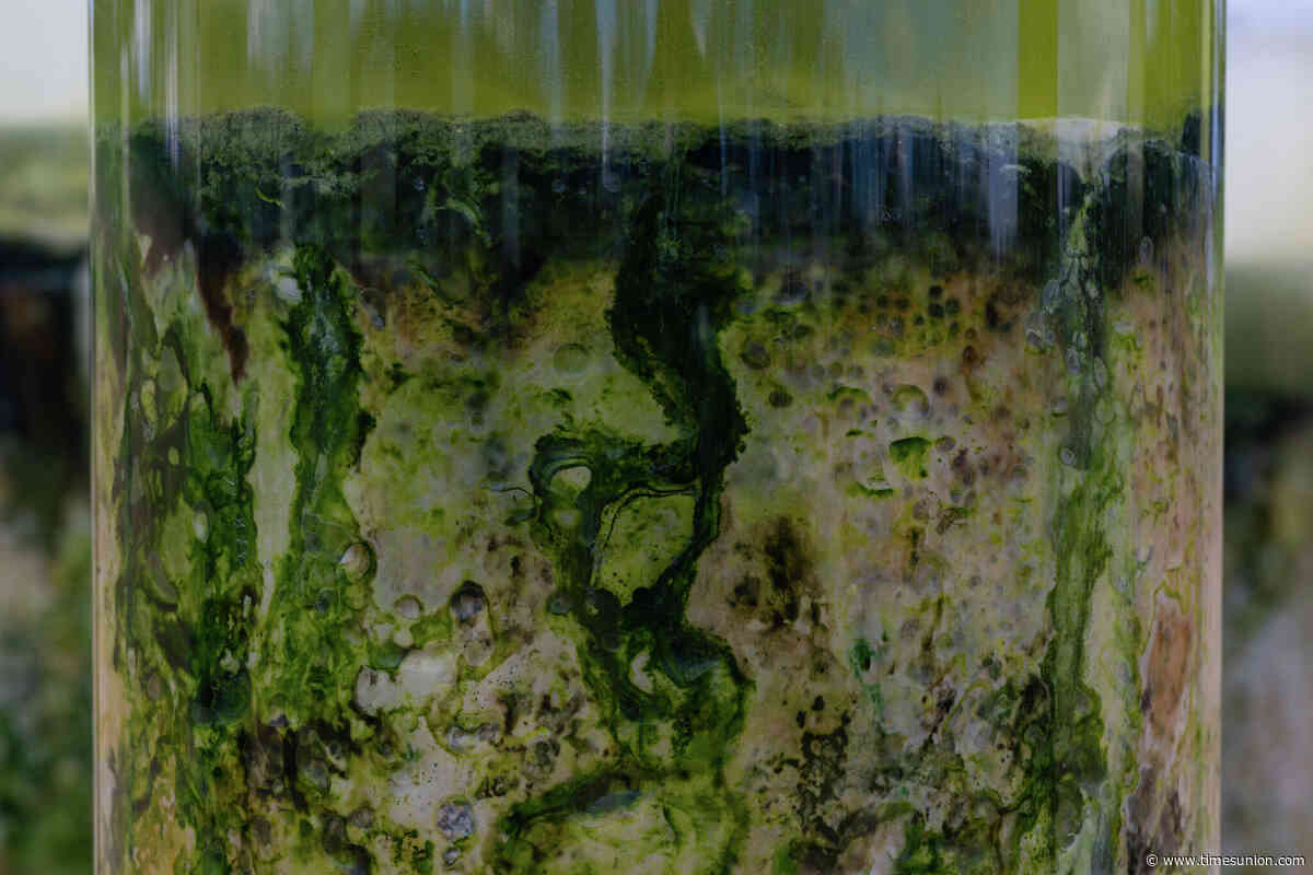 The austere abjection of Anicka Yi