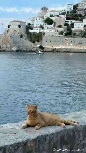 Every Hydra cat actually deserves a 10000/10✨ #MANGOSlowSummer