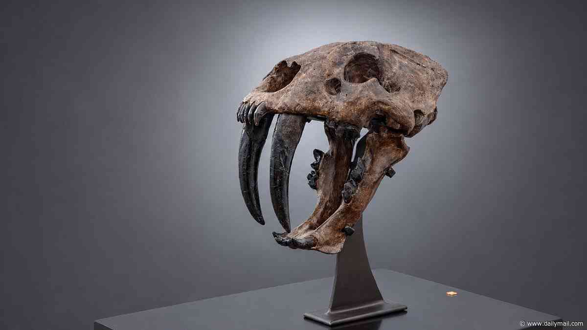 A bite of history: Sabre-toothed tiger skull with 7-inch fangs expected to fetch £1.5m at auction
