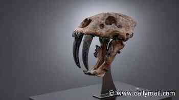 A bite of history: Sabre-toothed tiger skull with 7-inch fangs expected to fetch £1.5m at auction