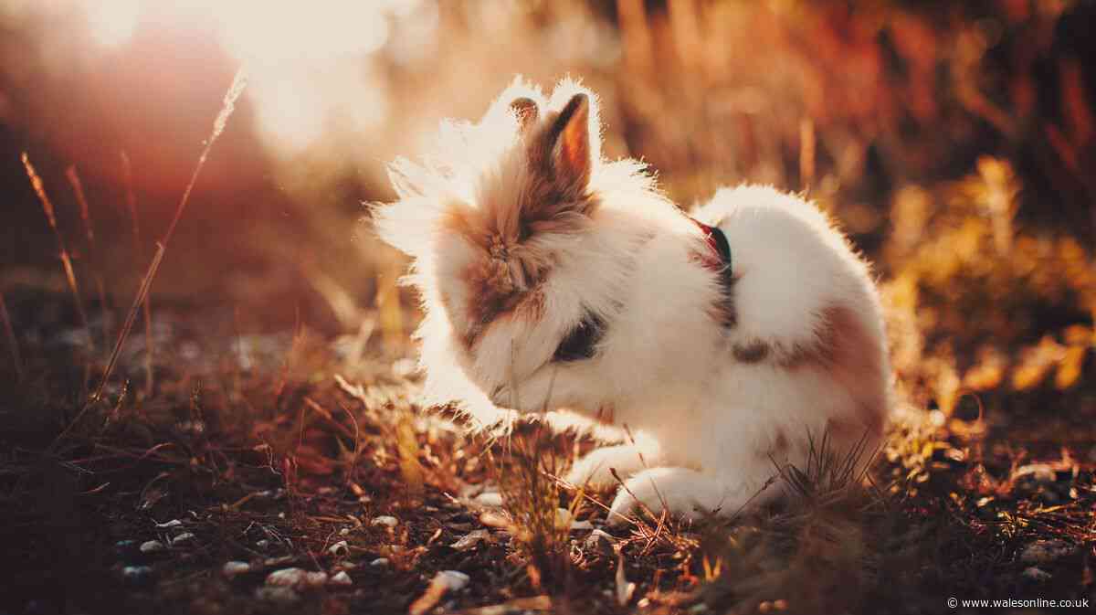 Vet says 'rabbits are dying' and urges owners to use a flannel