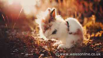 Vet says 'rabbits are dying' and urges owners to use a flannel