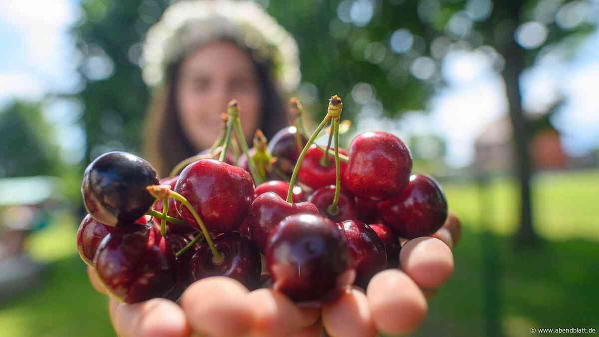 Lecker, süß – und gesund: Im Alten Land hat die Kirschernte begonnen