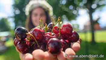 Lecker, süß – und gesund: Im Alten Land hat die Kirschernte begonnen