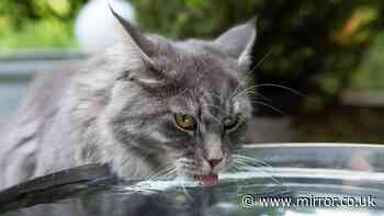 Add one food item to water to get pets drinking more in hot weather