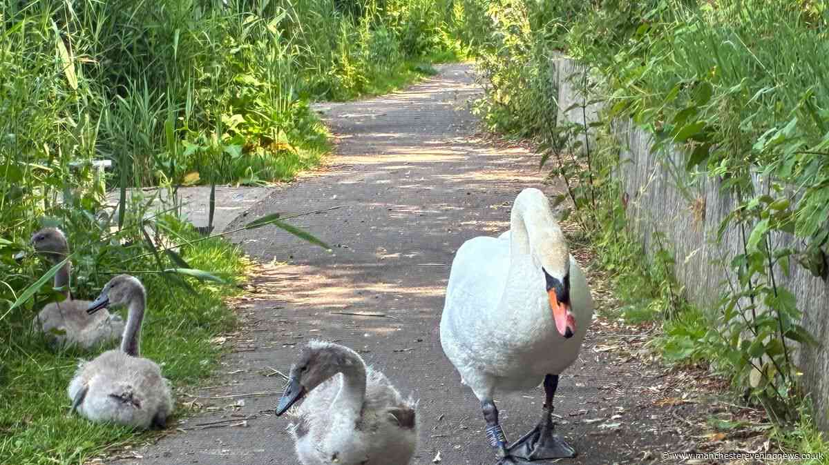 Police issue statement after swan killed by car in front of her mate and cygnets at Salford beauty spot