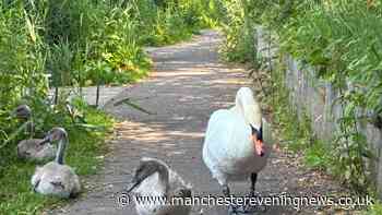 Police issue statement after swan killed by car in front of her mate and cygnets at Salford beauty spot