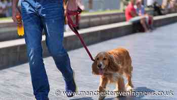 RSPCA issues urgent warning to dog owners amid extreme heatwave
