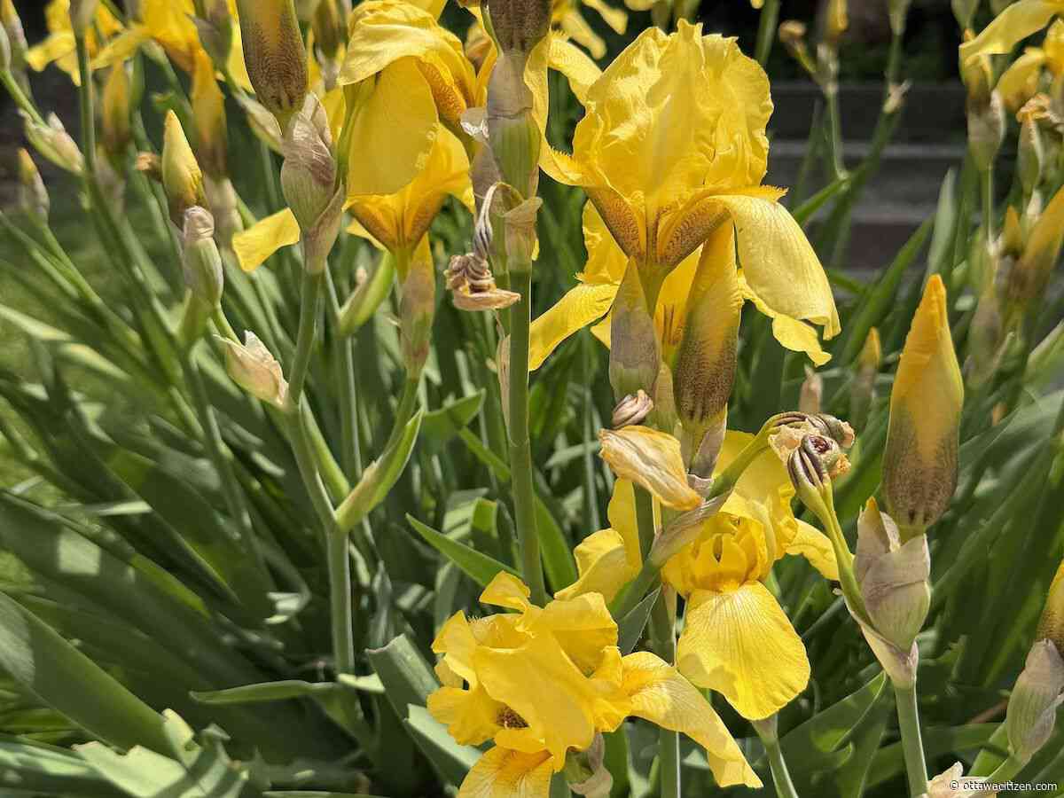 The city gardener: The goddess returns 
