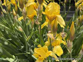 The city gardener: The goddess returns 