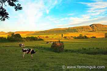 Scottish farmers warn import tariff move could hit domestic production