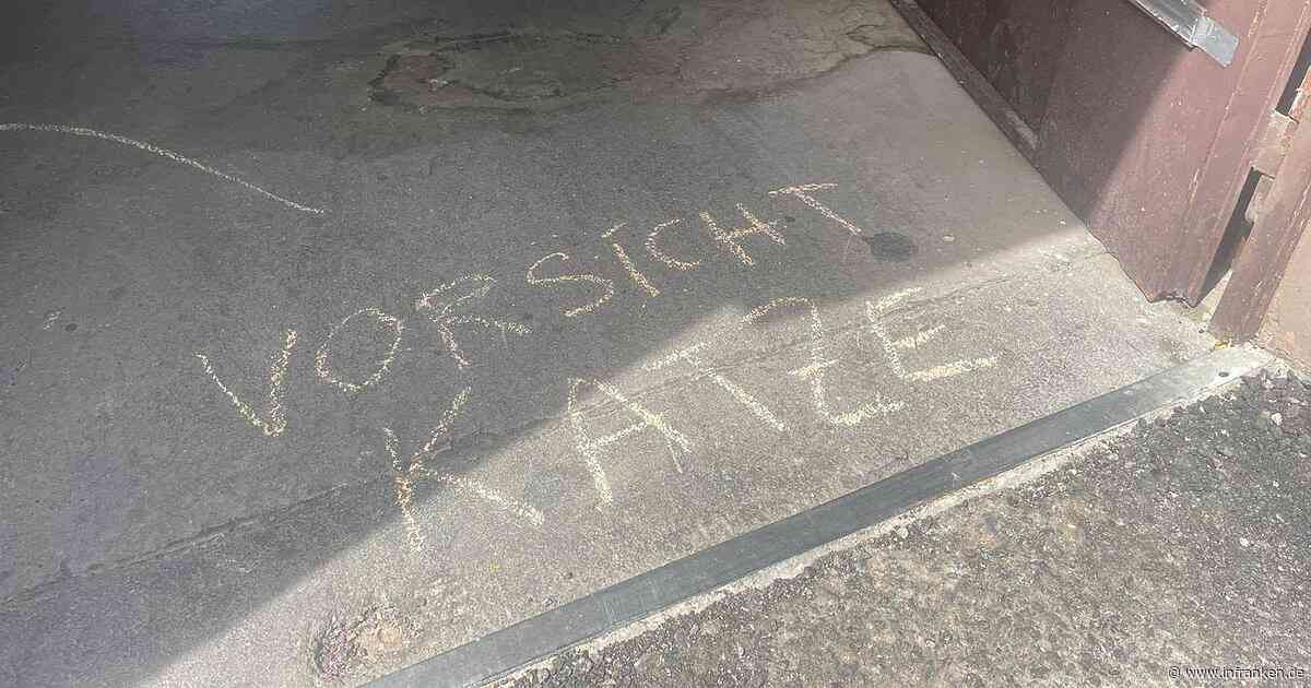 Tierheim Würzburg empört: Kreidenachricht führt zu ausgesetztem Kater