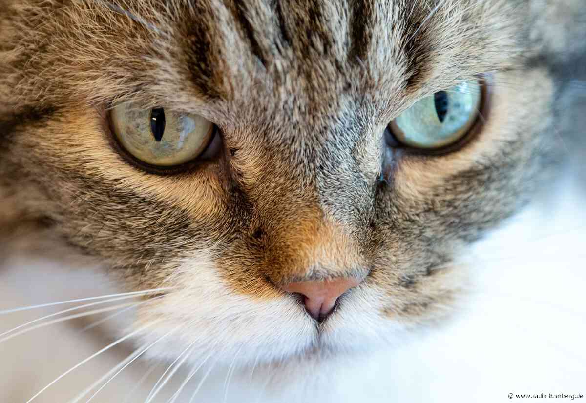 Behörden holen 23 Katzen aus illegaler Zucht