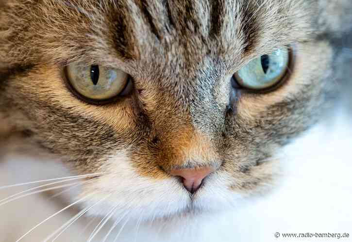 Behörden holen 23 Katzen aus illegaler Zucht