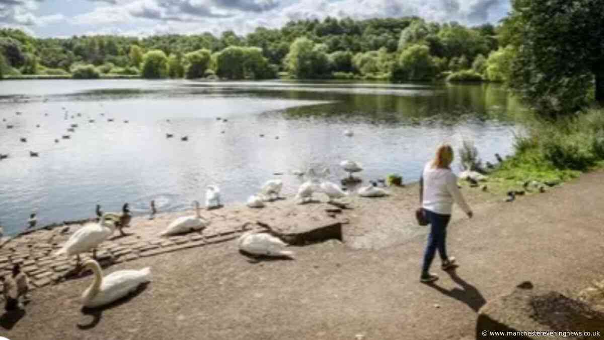 Swans at country park 'hit with sticks' by children and left 'disgusting' food including doner kebabs and spicy wedges