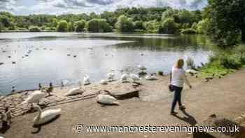 Swans at country park 'hit with sticks' by children and left 'disgusting' food including doner kebabs and spicy wedges