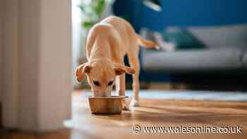 Mix 60p item in water to get pets drinking in hot weather