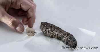AI helps decode new secrets from scrolls burned by Mount Vesuvius
