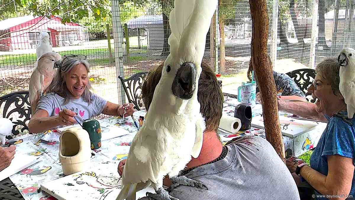 Feathered artists take flight in DeLand: Parrots inspire paintings while helping find forever homes