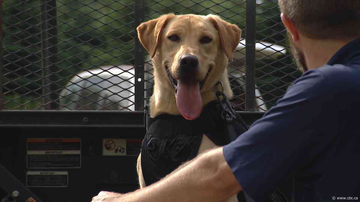 Meet Tilly. She's helping Mississauga fight invasive species